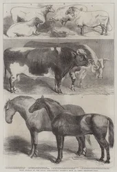 Preisgekrönte Tiere auf der Ausstellung der Royal Agricultural Society in Leeds